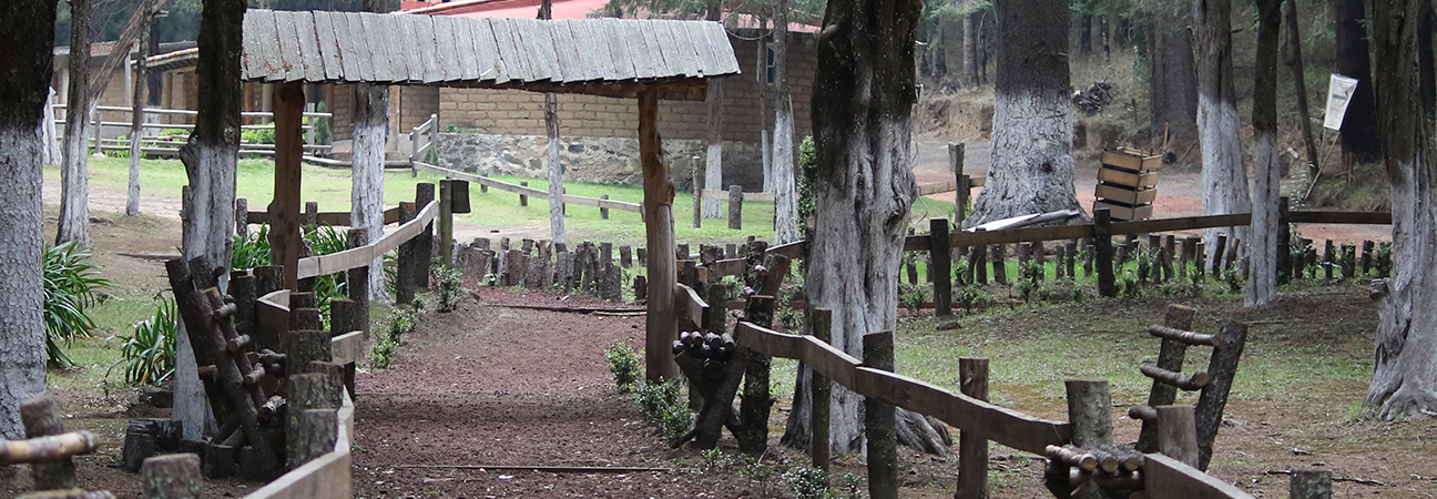 Imagen de un camino en el bosque